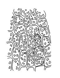 Encalypta rhaptocarpa, upper laminal cells. Drawn from A.J. Fife 10283, CHR 483503.
 Image: R.C. Wagstaff © Landcare Research 2014 
